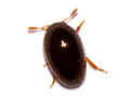 Olibrus affinis